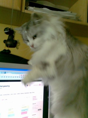 Imbir.jpg